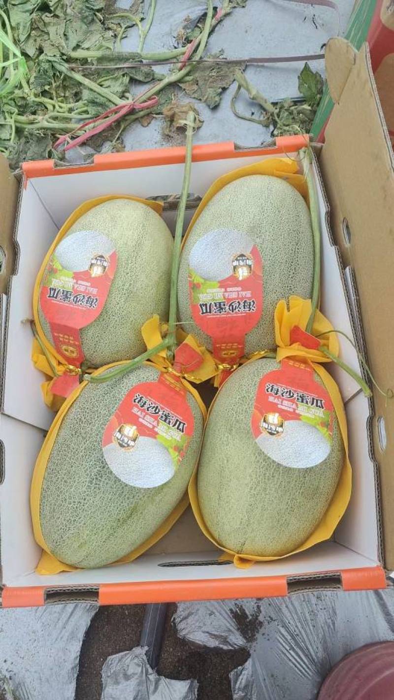 哈蜜瓜，海南蜜瓜，晓蜜25，长期出货，整车发货