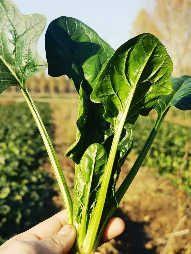 菠菜