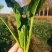 菠菜