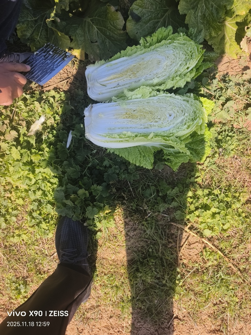 北京3号白菜，产地河北，基地货源，质量保证，