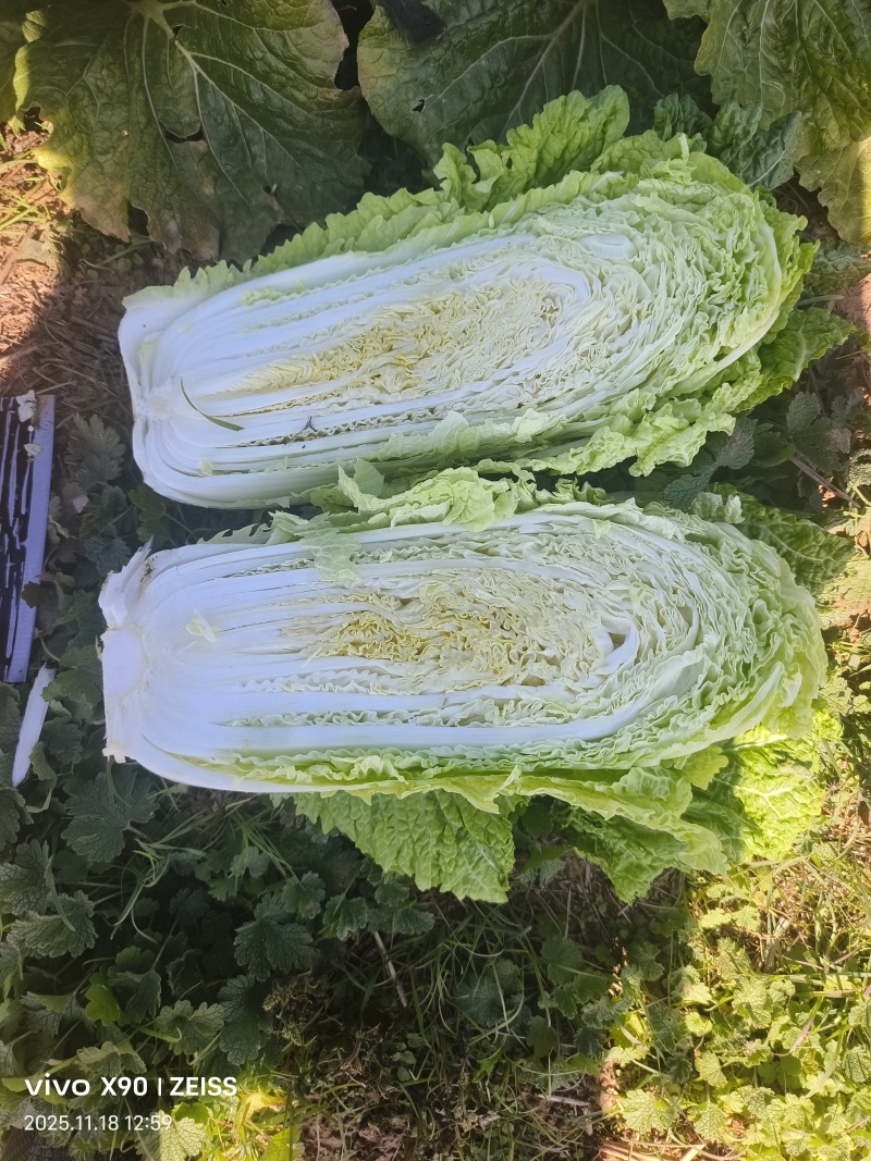 北京3号白菜，产地河北，基地货源，质量保证，