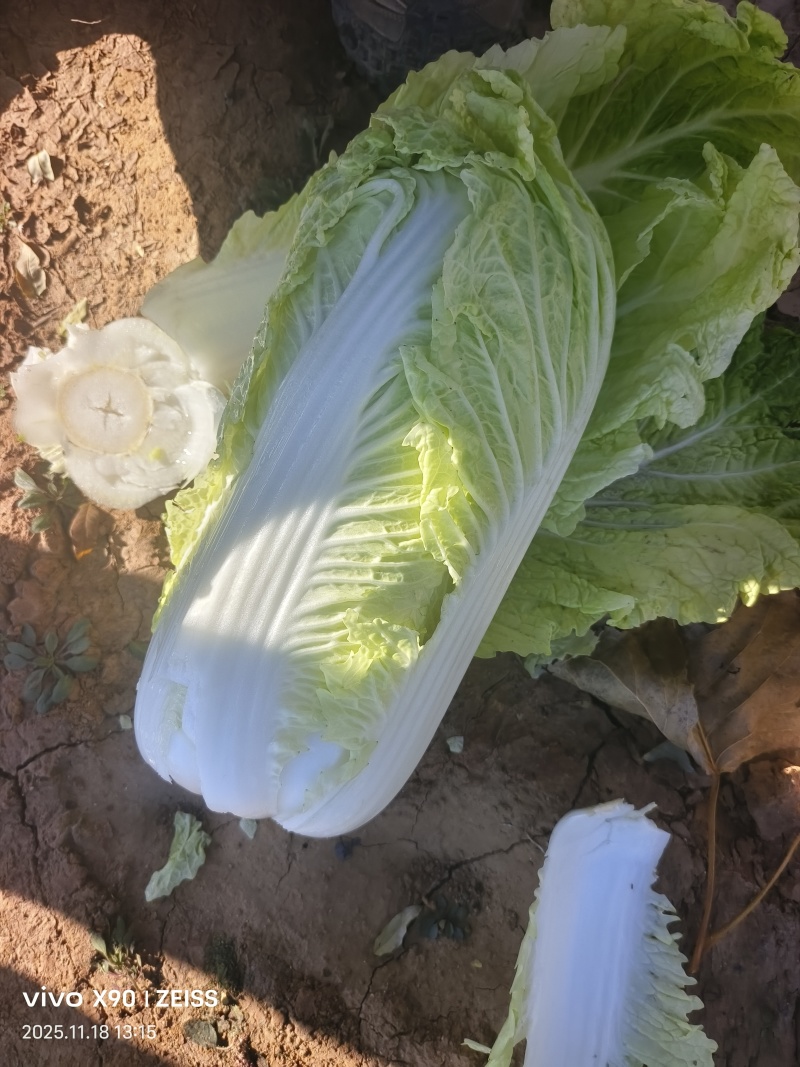 北京3号白菜，产地河北，基地货源，质量保证，