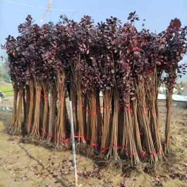 美国红栌红栌基地专业培育自产自销各种规格大小苗