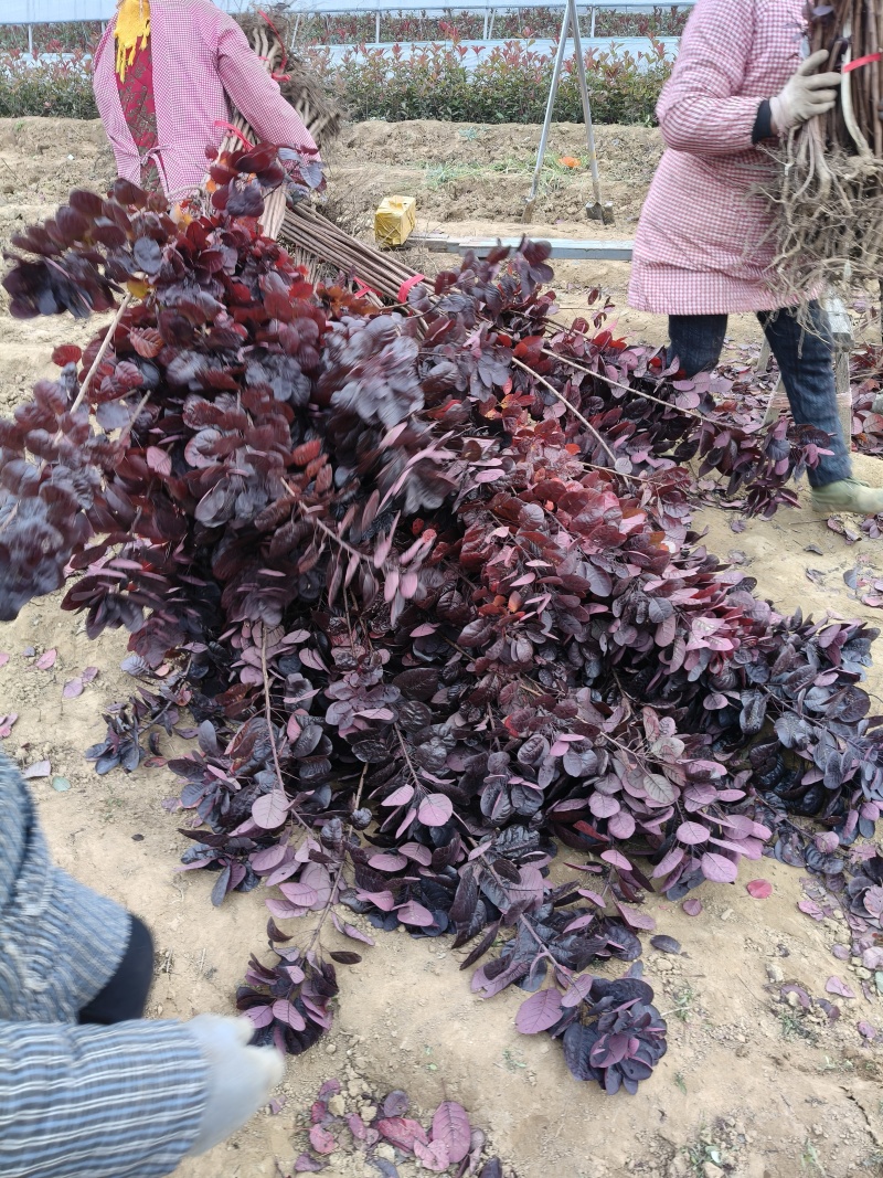 美国红栌红栌基地专业培育自产自销各种规格大小苗