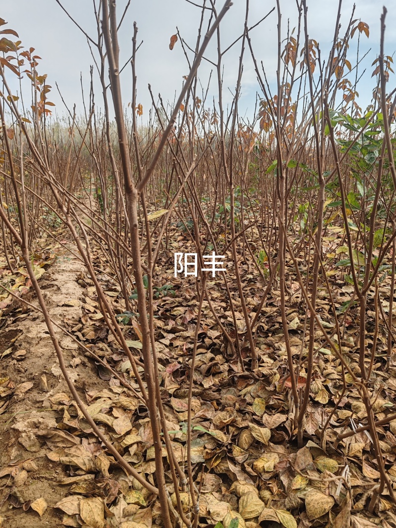 精品柿树截头定植甜柿小火罐柿2-3-4-5公分柿子树