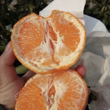 耙耙柑