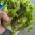 简阳儿菜