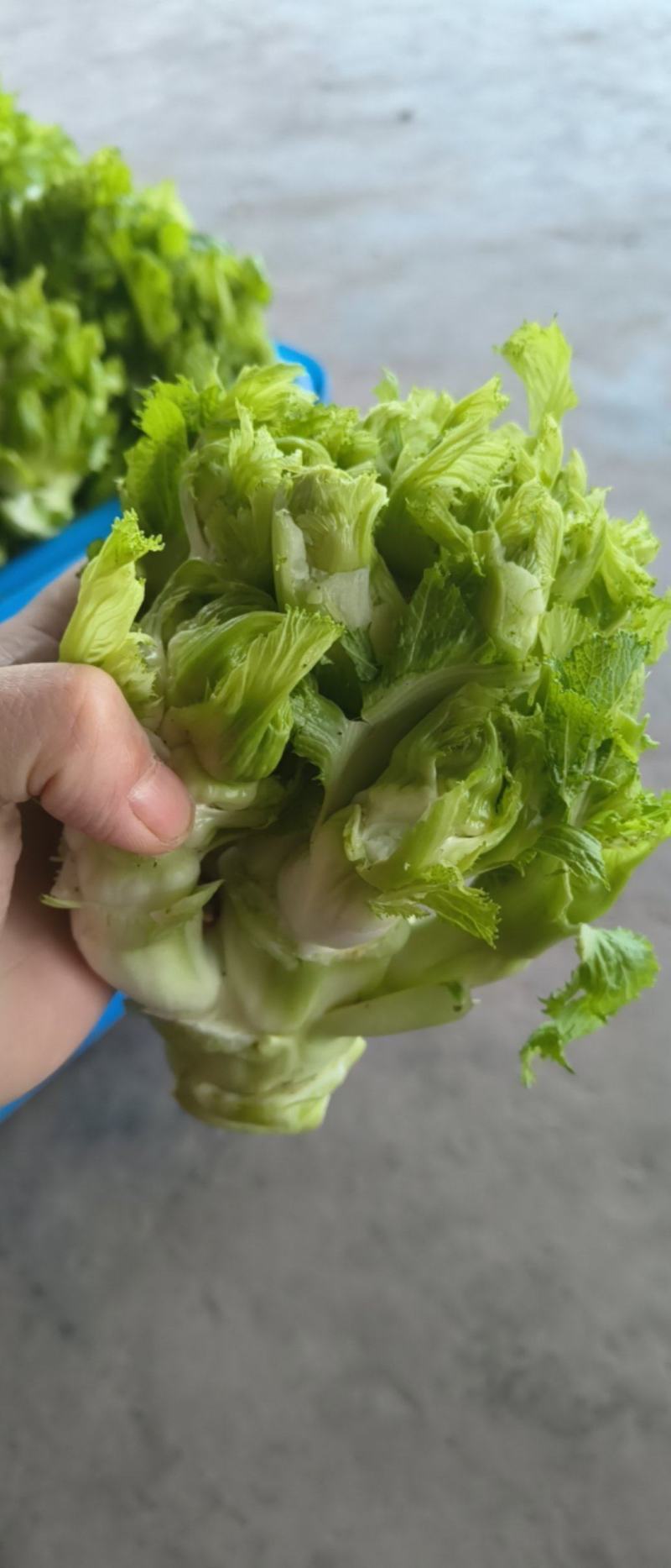 简阳儿菜