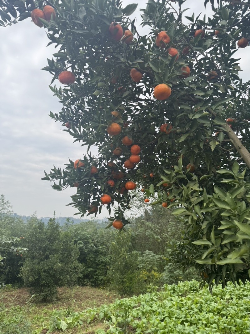 砂糖橘
