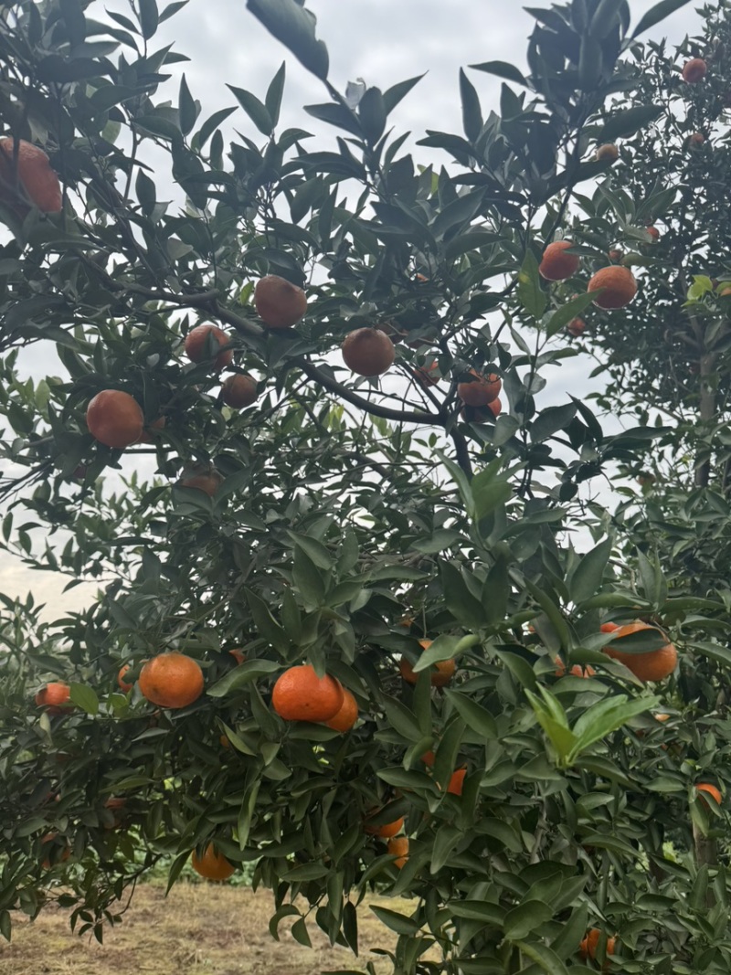 砂糖橘