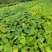 山桐子苗