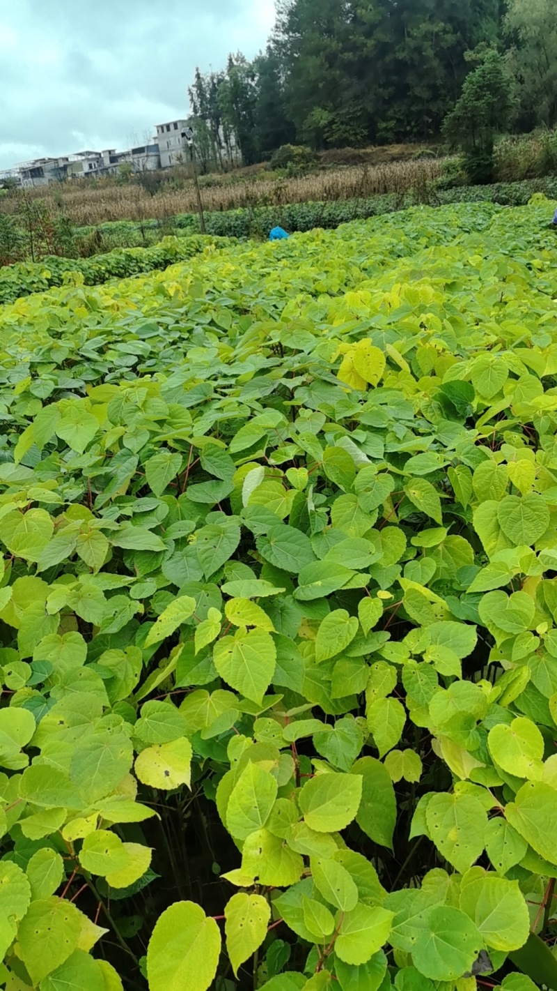 山桐子苗