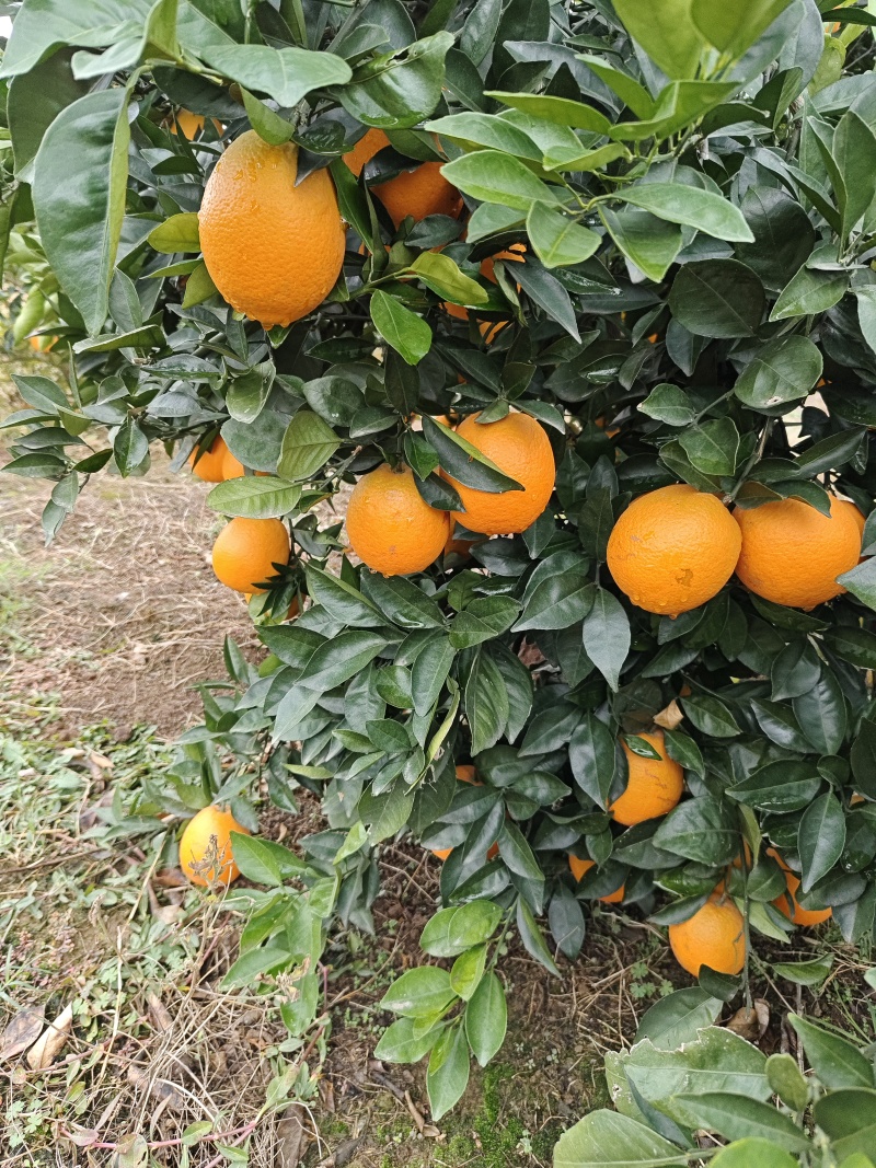 枝江纽荷尔脐橙