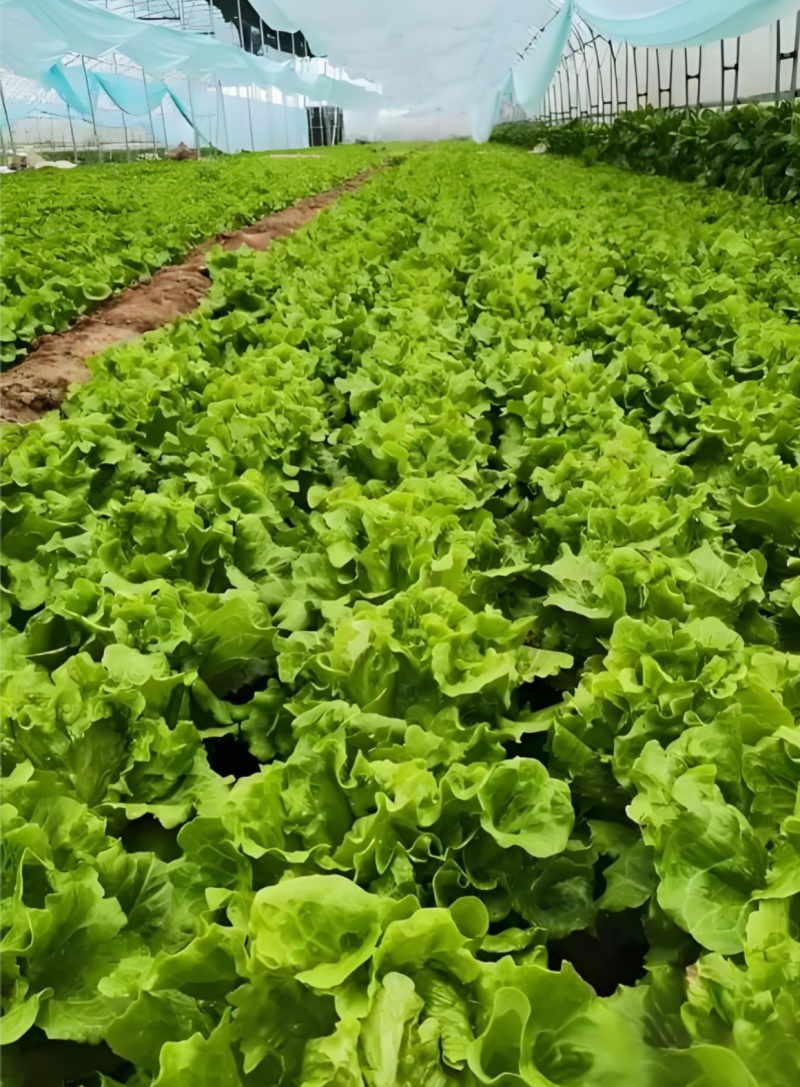 精品生菜苗，穴盘苗，带土发货，现挖现发，不伤根须对接电