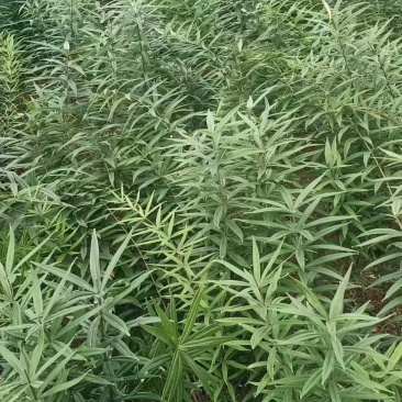 鸡头黄精