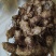 鸡头黄精