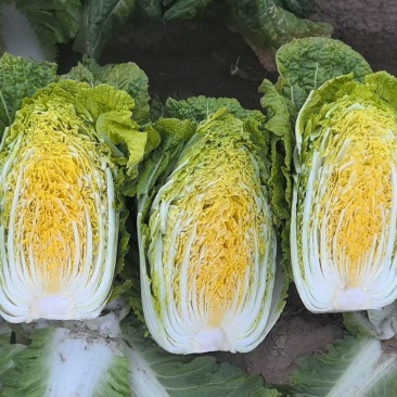 玲珑黄白菜大量上市中