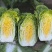 玲珑黄白菜大量上市中