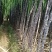 贺州公会自种甘蔗