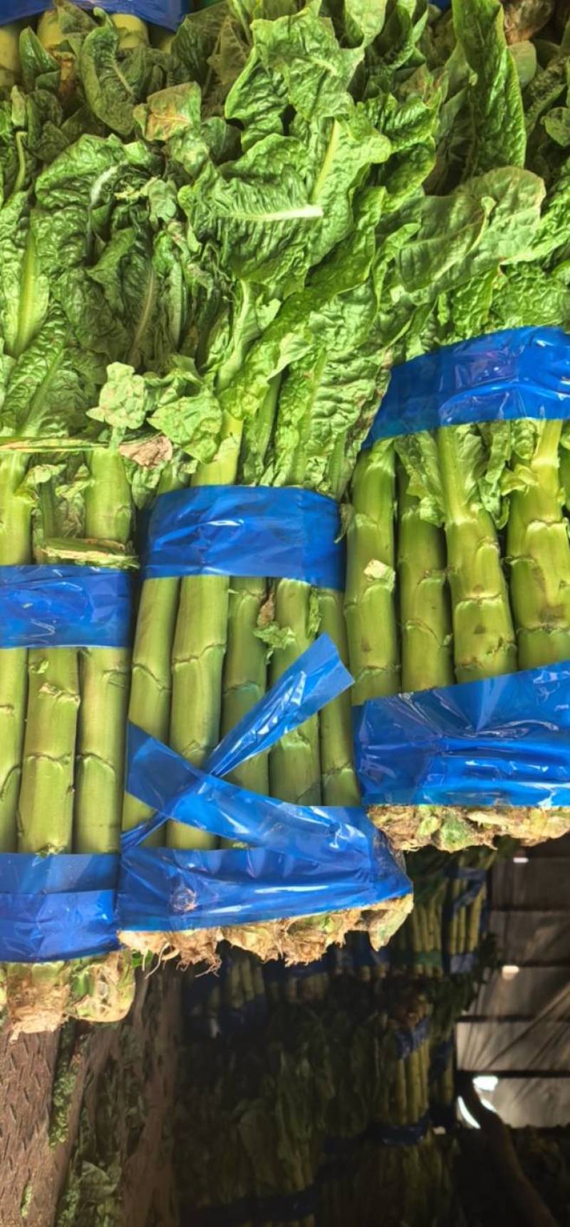阿坝州莴笋最后几车