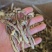 鹿茸菇厂家直销，量大从优