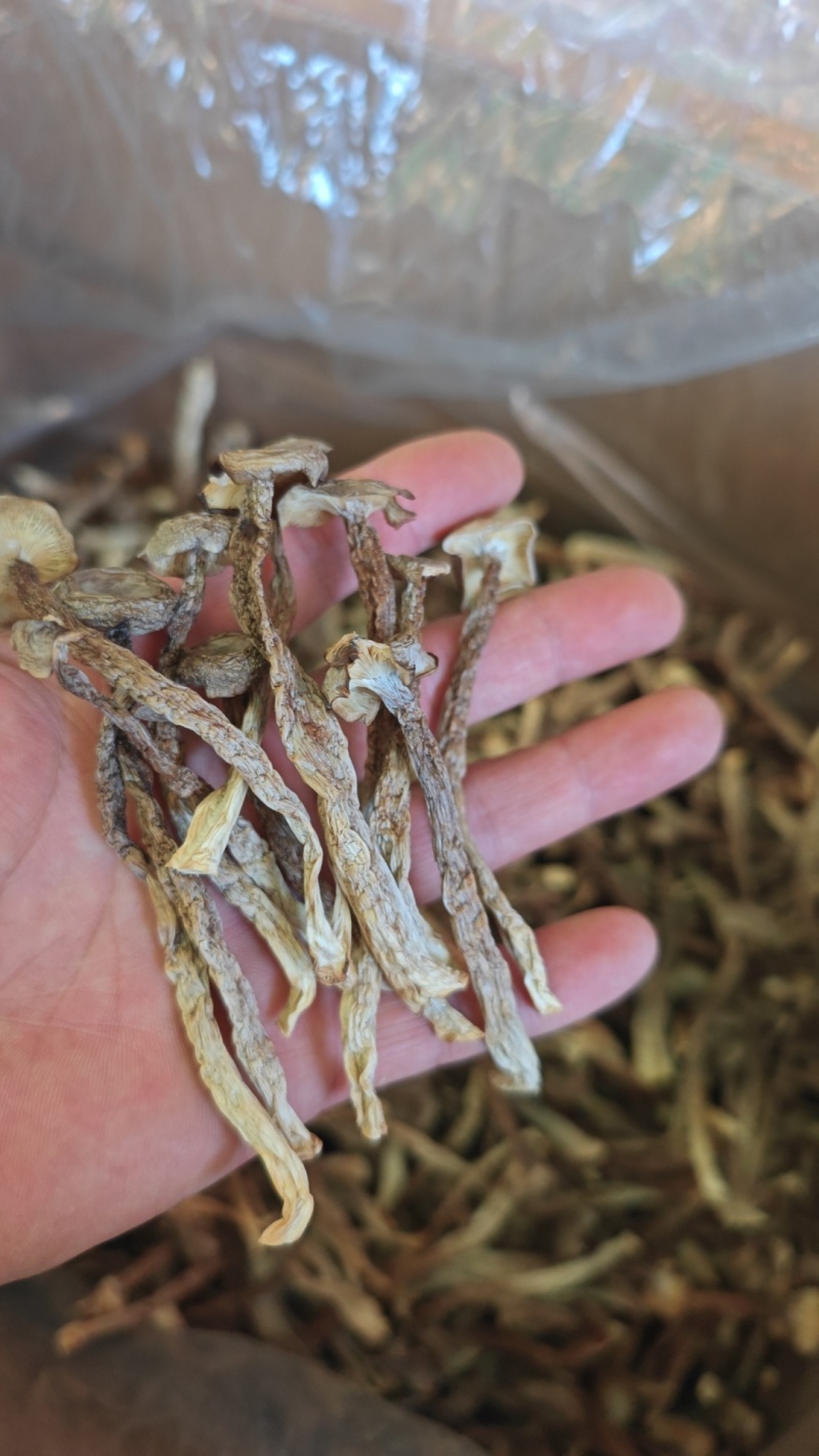 鹿茸菇厂家直销，量大从优