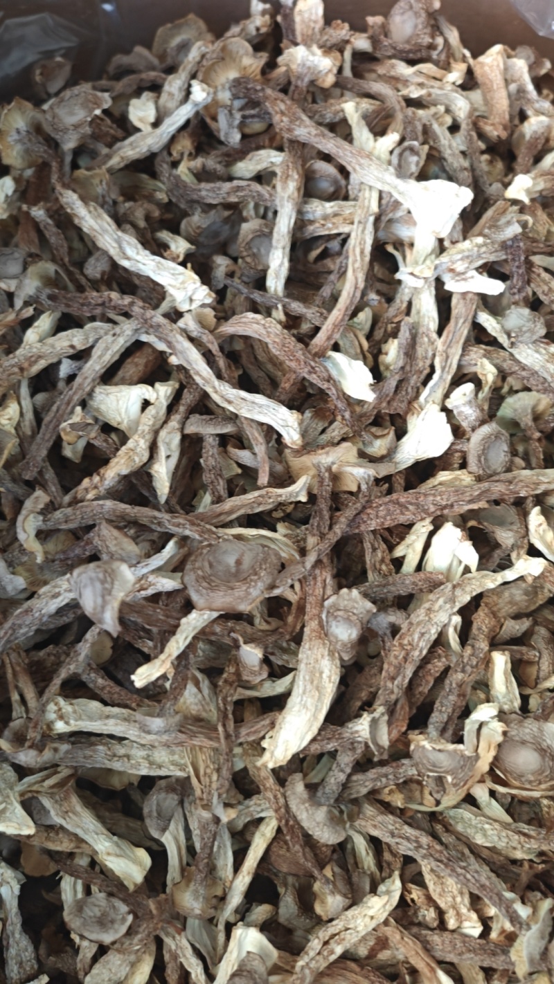 鹿茸菇厂家直销，量大从优