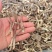 鹿茸菇厂家直销，量大从优