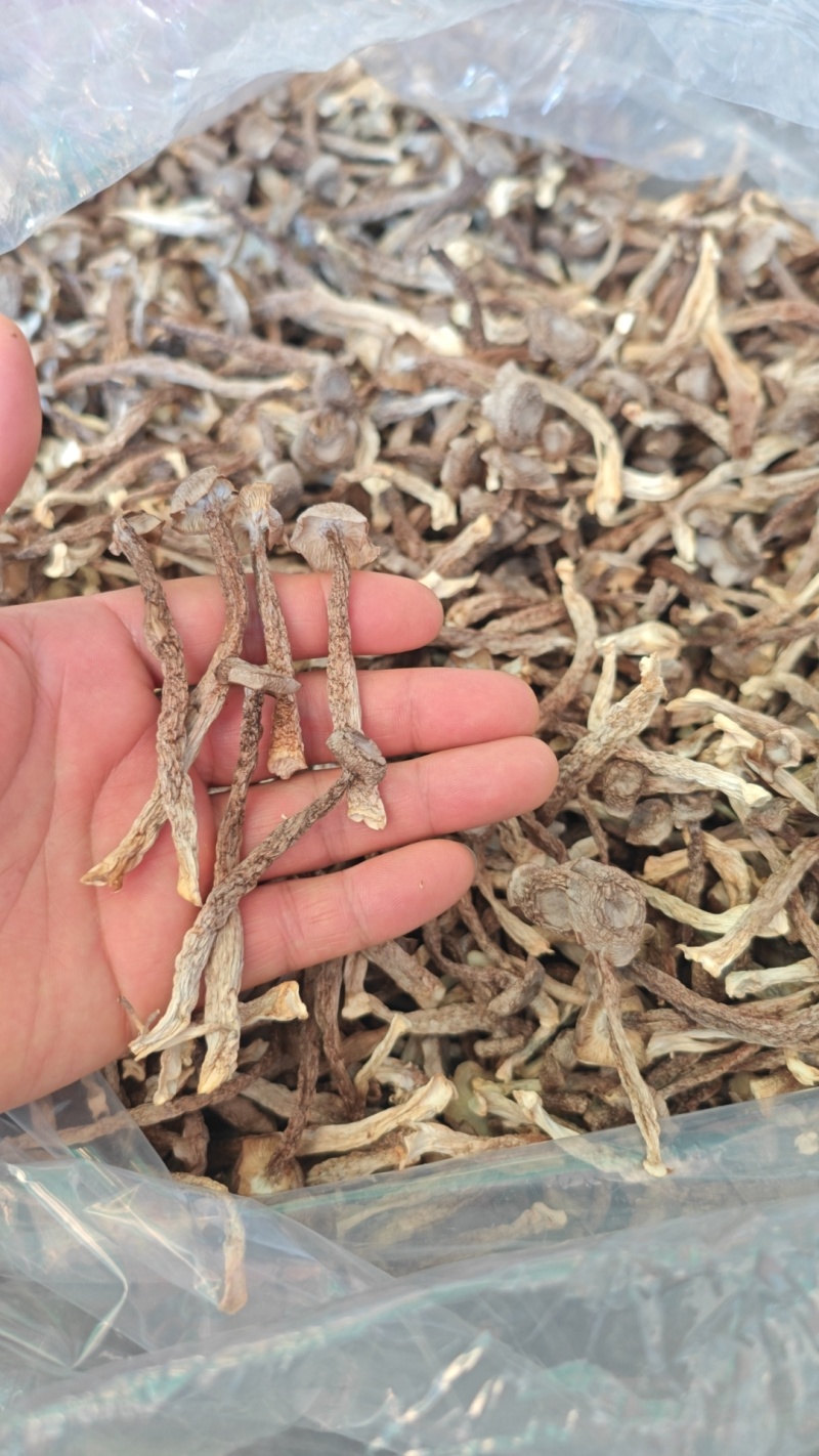 鹿茸菇厂家直销，量大从优