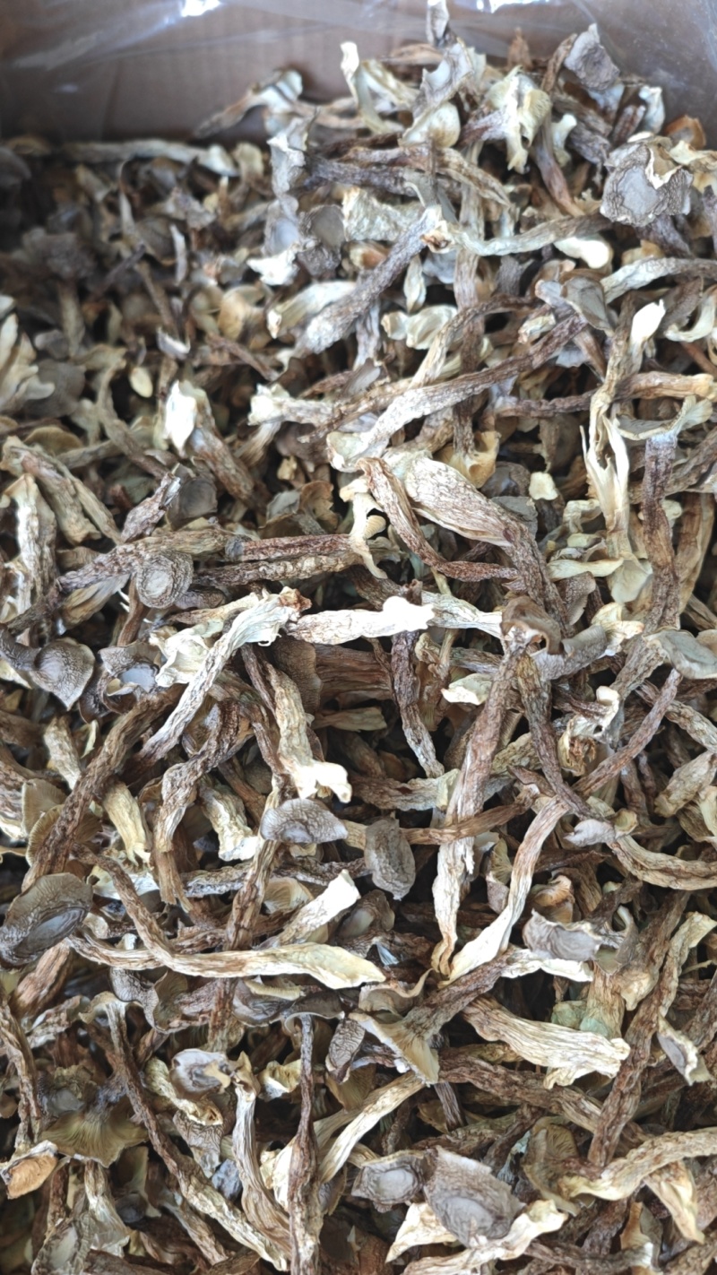 鹿茸菇厂家直销，量大从优