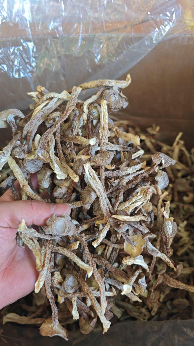 鹿茸菇厂家直销，量大从优