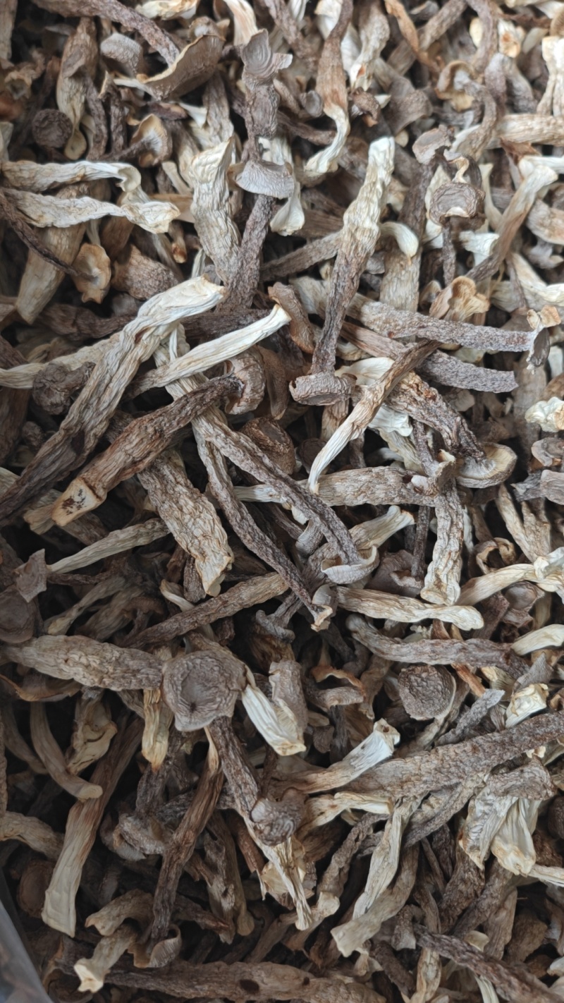 鹿茸菇厂家直销，量大从优