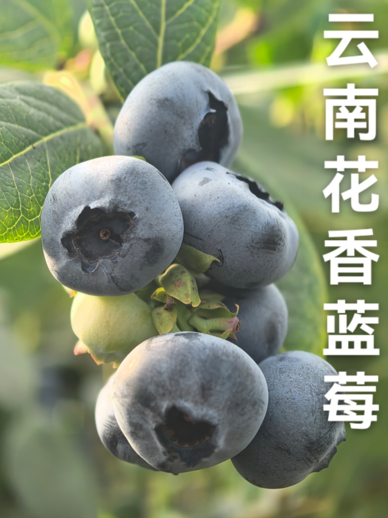 云南花香蓝莓25-11-42支持一件代发社群团购