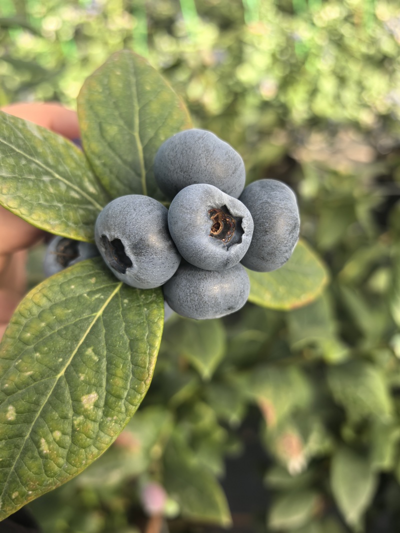 云南花香蓝莓25-11-42支持一件代发社群团购