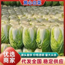 湖北精品黄心白菜产地发货一手货源批发价格便宜全国发货
