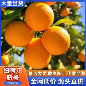 湖北宜昌纽荷尔脐橙产地发货一手货源批发品质保证价格便宜
