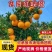 湖北宜昌精品九月红脐橙产地发货一手货源批发品质保证价格优