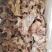 大块熟牛剔骨肉