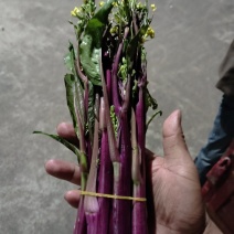 贵州高山红菜苔