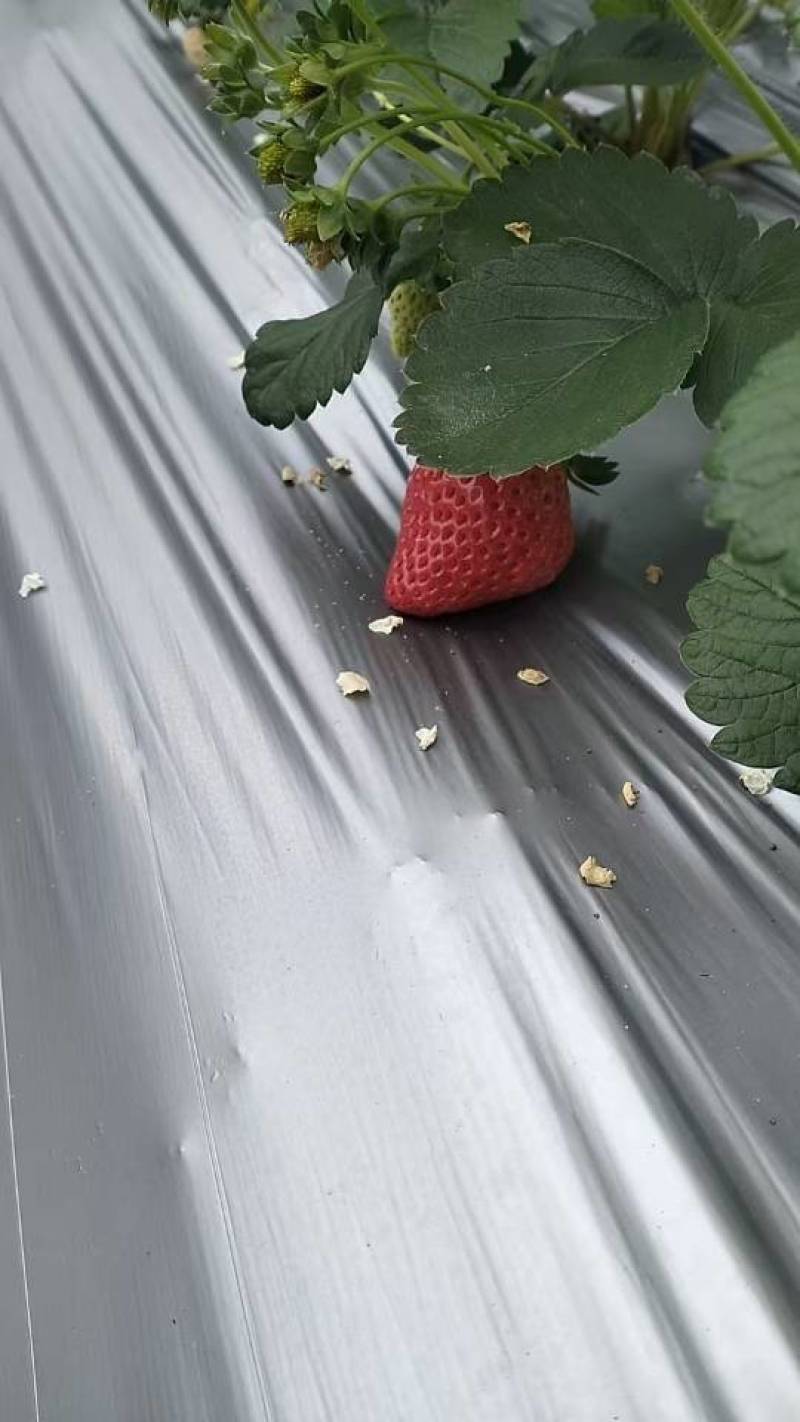 香甜可口草莓🍓，果型众多