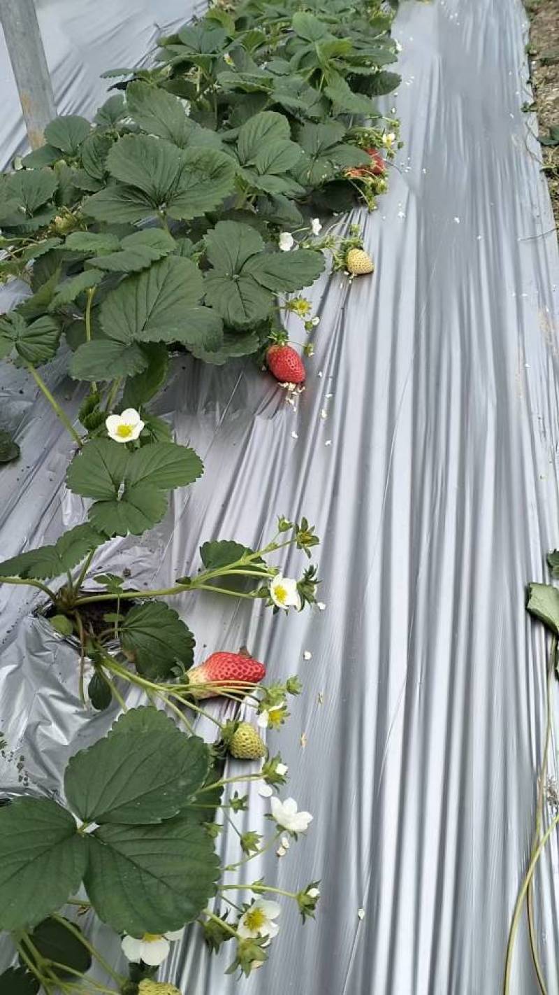 香甜可口草莓🍓，果型众多