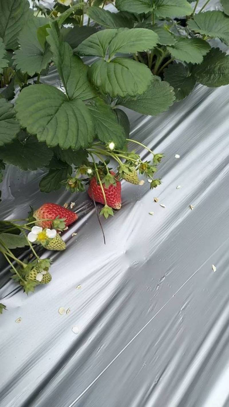 香甜可口草莓🍓，果型众多