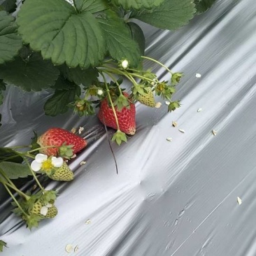 香甜可口草莓🍓，果型众多