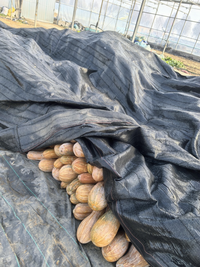 20吨蜜本南瓜便宜出售了（另有30吨未分检）