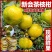 《新会柑》茶枝柑/广东直发/自家基地/给钱就卖欢迎采购