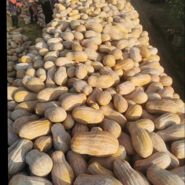 大量蜜本南瓜出售！