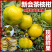 《新会柑》茶枝柑/广东直发/自家基地/给钱就卖欢迎采购
