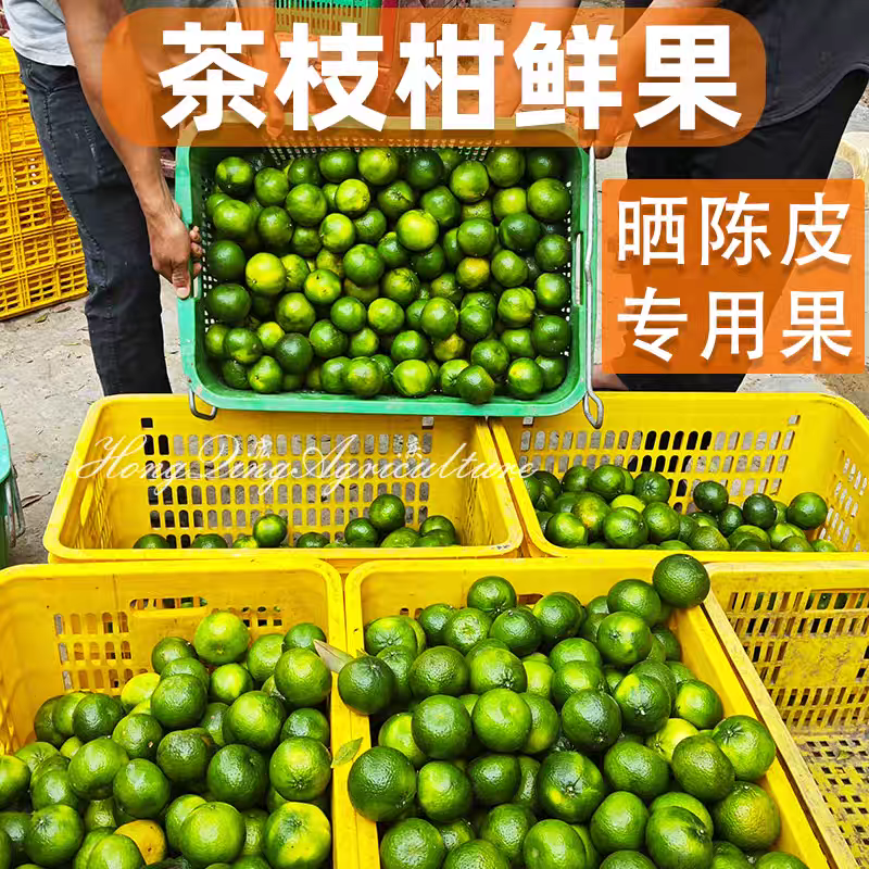 《新会柑》茶枝柑/广东直发/自家基地/给钱就卖欢迎采购