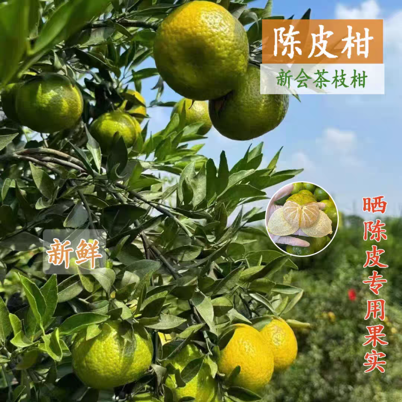 《新会柑》茶枝柑/广东直发/自家基地/给钱就卖欢迎采购