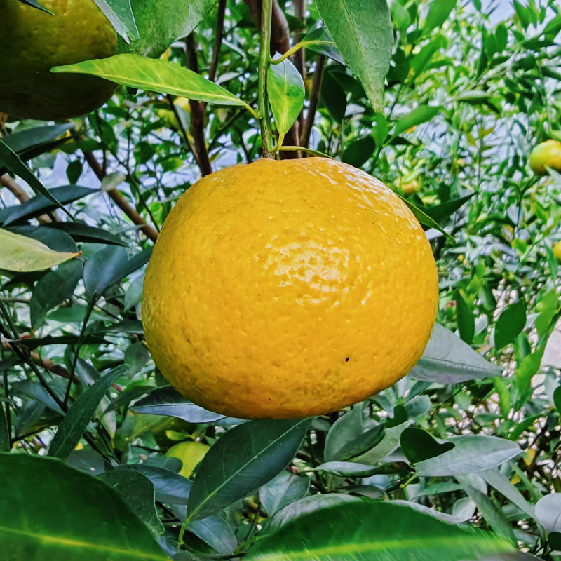 《新会柑》茶枝柑/广东直发/自家基地/给钱就卖欢迎采购